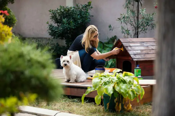 Mature woman building dogs house for her dog