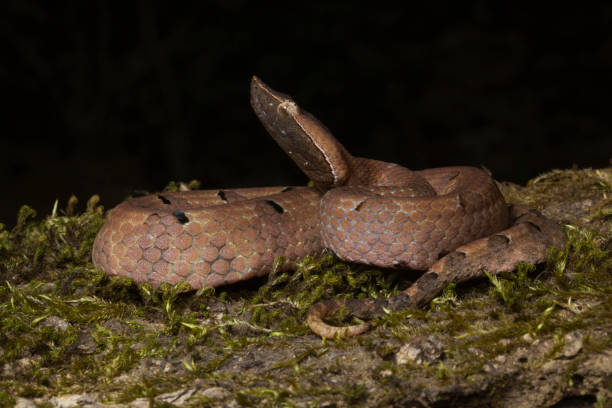 istock Hump-nosed viper, Hypnale hypnale , Goa, INDIA. 1060814450