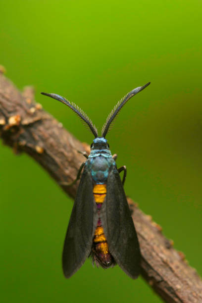 istock Moth , Unidentified , Aarey Milk Colony , INDIA. 1060814588