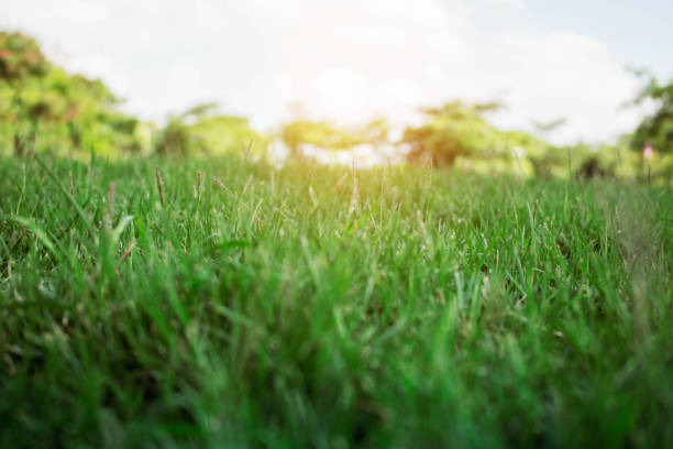 istock grass with the sun shines. 1060814602