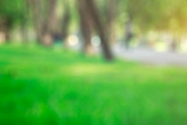 istock Lawn and trees with blurred images. 1060814622