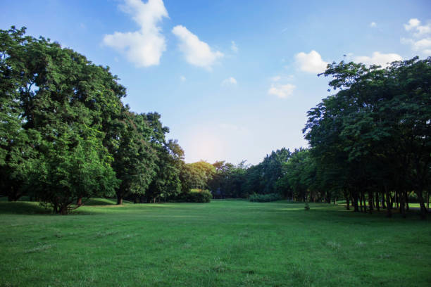 istock trees in garden with sky. 1060814828