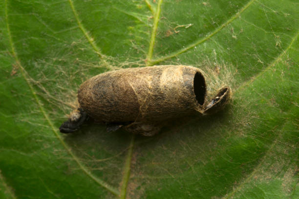 cocoon , unidentified , aarey milk colony , india. the cocoon is a crucial stage of life cycle for many insects. cocoons are pupae are commonly seen in insects which exhibit the indirect mode of lifecycle. - metamorphism imagens e fotografias de stock