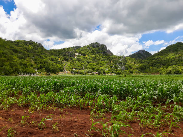 istock Rural landscape , hills and corn farm in Thailand. 1060815032
