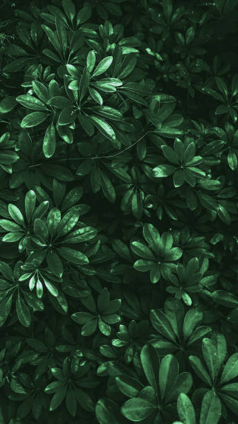 istock Vertical garden with tropical green leaf, Dark tone 1060816836