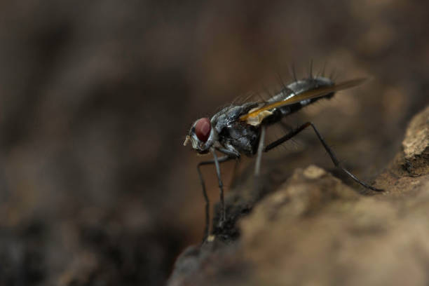 istock Fly , Unidentified , Aarey Milk Colony , INDIA. 1060816984