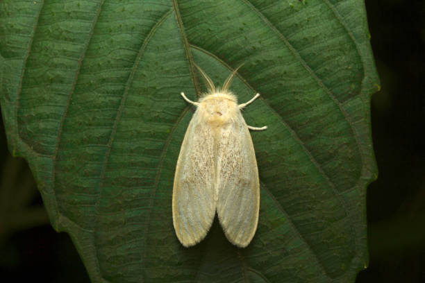 istock Moth close-up  at Aarey Milk Colony , INDIA 1060817812
