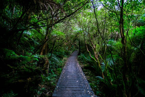 istock Walking path in a beautiful green rainforest. 1060817924
