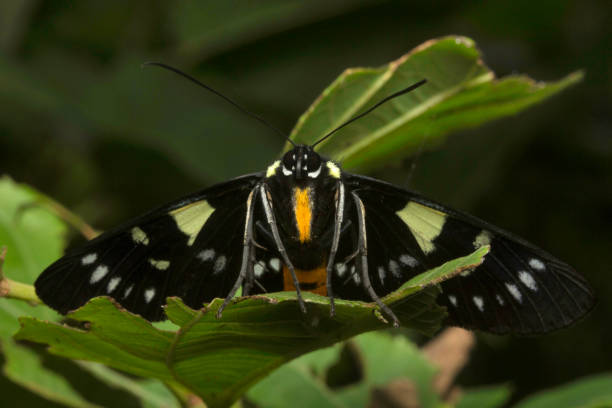 istock Moth at Aarey Milk Colony , INDIA 1060819314