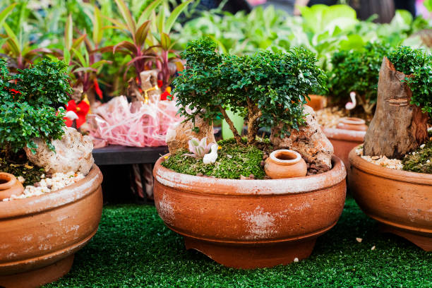 istock Small decorative buxus sempervirens bonsai potted for sale 1060819470