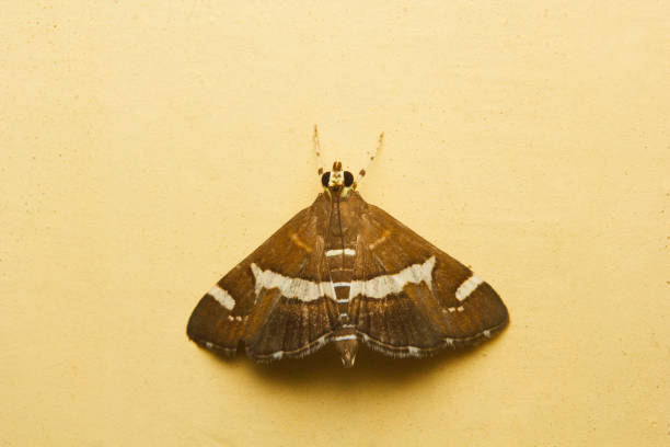 istock Moth at Aarey Milk Colony , INDIA 1060819610