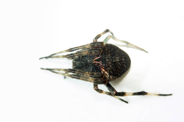 istock Orb-weaver spider, Bangalore , INDIA 1060819986