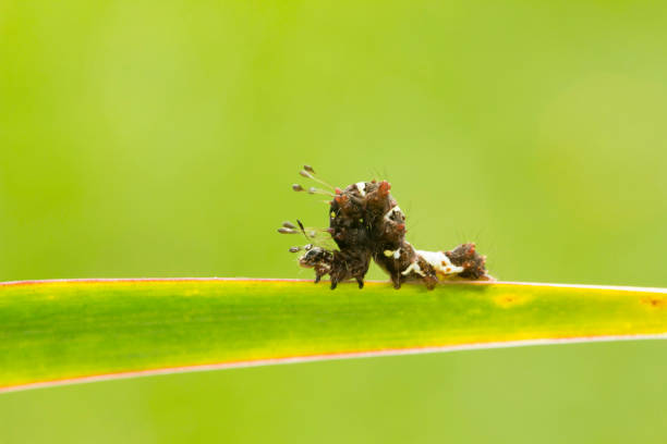 Looper Moth caterpillar , Bangalore , INDIA. The looper moths predominantly fall under superfamily Geometroidea. The moths acquire their name from their peculiar behaviour of 'looping' approximately every inch while moving. They are also called 'inch caterpillars' or 'twig caterpillars.'