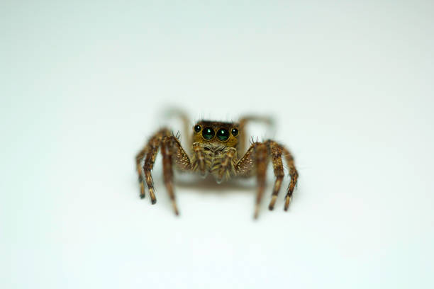 istock Jumping spider , Salticidae , Bangalore , INDIA 1060820056