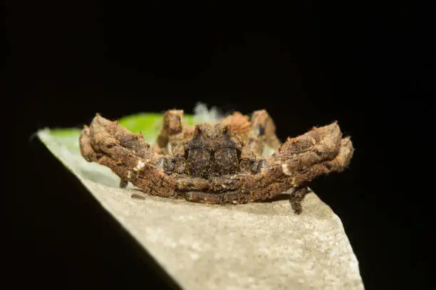 Photo of Crab spider , Thomisidae at Aarey Milk Colony , INDIA