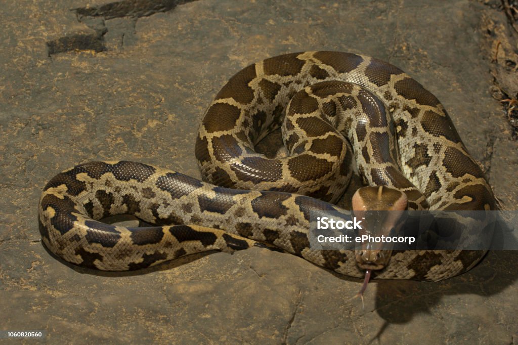 Indian Rock Python Python Molurus At Aarey Milk Colony India Stock ...