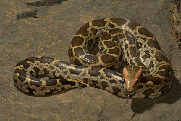 indian rock python, python molurus w: aarey milk colony , india - snake animal young animal crawling zdjęcia i obrazy z banku zdjęć