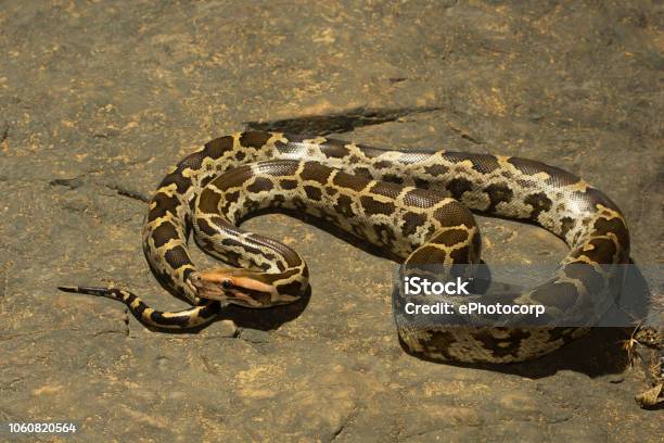 Python Eating Monkey Indian Rock Python Python Molurus At Aarey Milk Colony India Stock ...