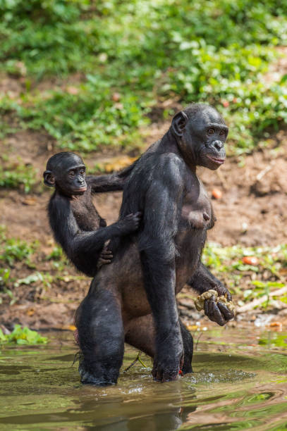 istock Bonobo Cub on the mother's back in the water. 1060820574