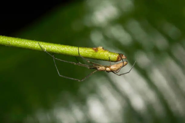 Long leg spider , Aarey Milk Colony , INDIA.