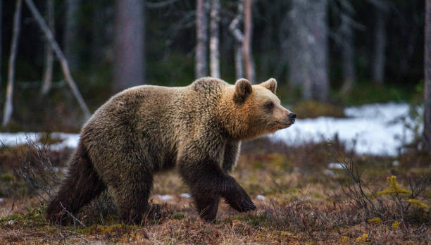 istock Wild Brown Bear on the bog in spring forest. 1060820802