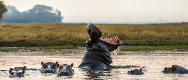 Photo of Yawning common hippopotamus in the water at sunset.