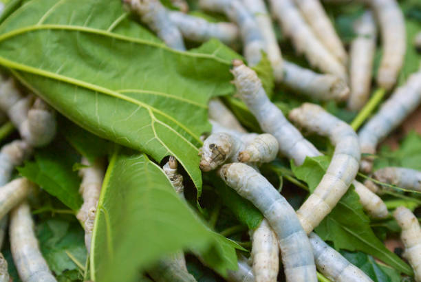 istock Close-up of silkworms eating green leafs. 1060821270