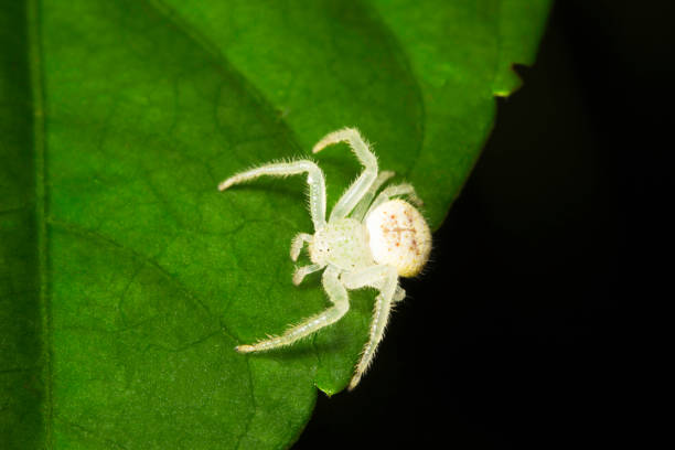 istock Crab spider , Thomisidae at Aarey Milk Colony , INDIA 1060823128
