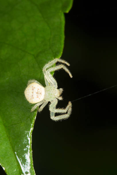 Crab spider , Thomisidae , Aarey Milk Colony , INDIA. He common nameÊcrab spiderÊis often applied to species in this family, but is also applied loosely to many other species of spiders. Among the Thomisidae, \