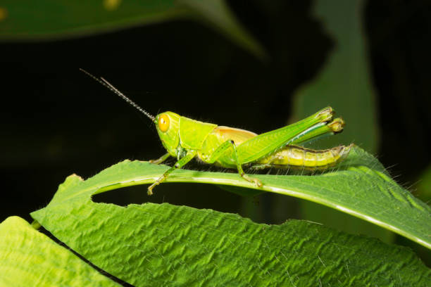 istock Grasshopperat Aarey Milk Colony , INDIA 1060823478
