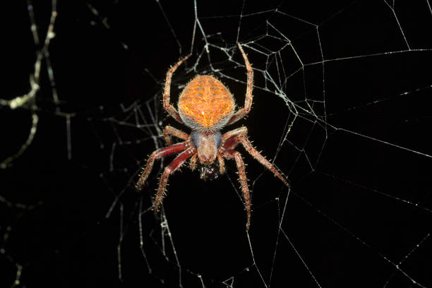 orb-weaver spider, araneidae w: aarey milk colony , india - orb web spider zdjęcia i obrazy z banku zdjęć