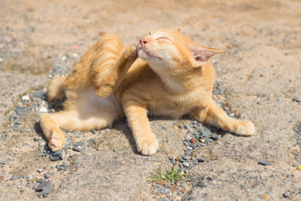 istock Ginger cat washes the coat on the street. 1060824196