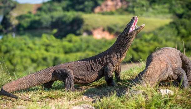 istock Komodo dragon rise the head and open mouth. 1060824400