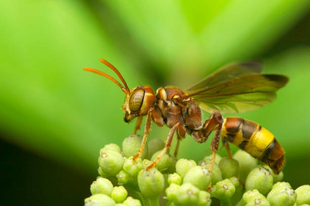 istock Wasp at Aarey Milk Colony , INDIA 1060824450