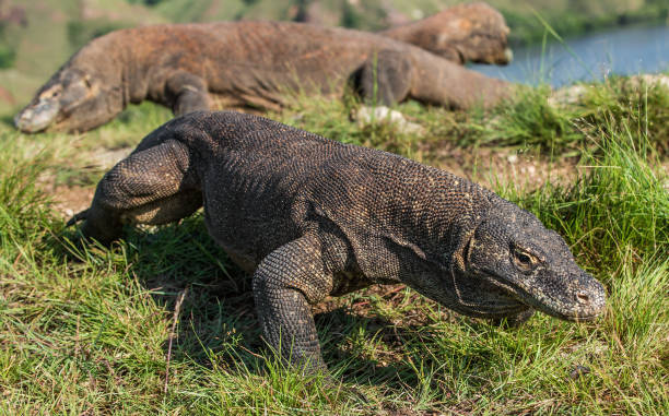 istock Komodo dragon in natural habitat. 1060824612