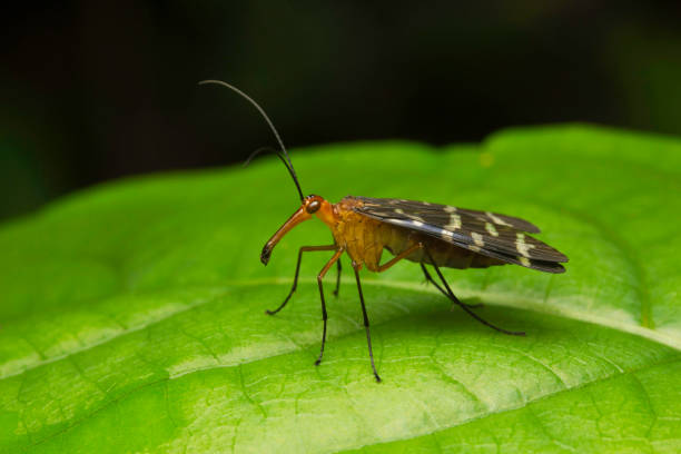 istock Scorpion fly at Aarey Milk Colony , INDIA 1060825970