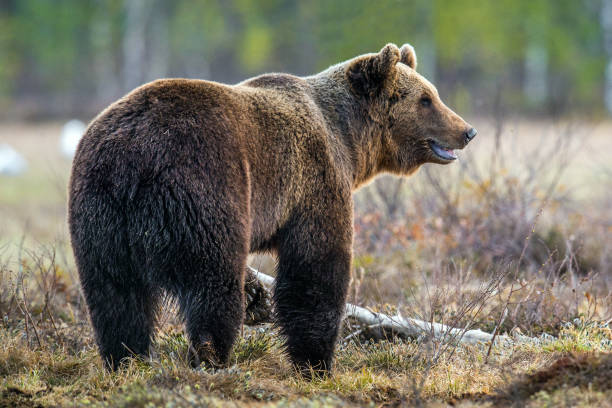 istock Wild Brown Bear on the bog in spring forest. 1060826022