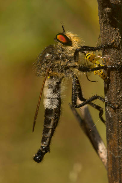 istock Robber flyat Aarey Milk Colony , INDIA 1060826048