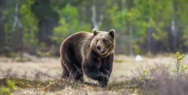 Wild Brown Bear on the bog in spring forest. Scientific name:  Ursus arctos.