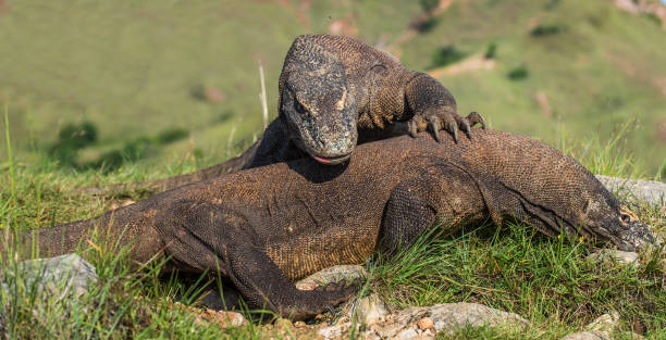 istock Fight of Komodo dragons for domination. 1060827040