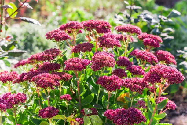 Bright autumn floral natural background with blooming pink flowers sedum (stonecrop) on a flowerbed in the garden. Succulent plant and herbal medicine, traditional medicine. Indian summer. Sunny day.