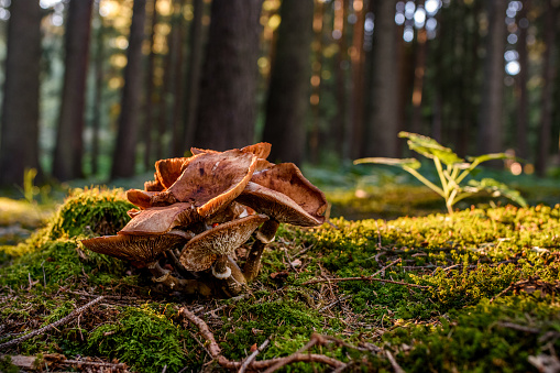 a set of mushrooms in the last light of the day hitting the forest floor