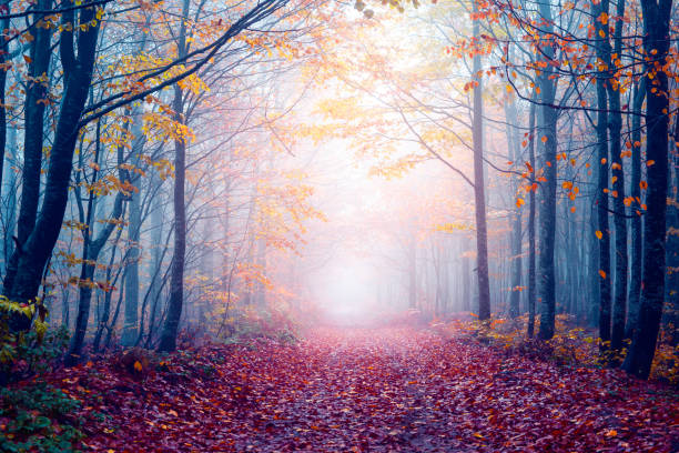 istock Foggy Autumn Images 1060834280