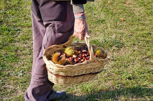 Raw hazelnuts in a small wicker basket among green leaves