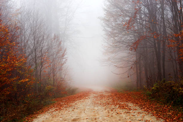 istock Foggy Autumn Images 1060834302