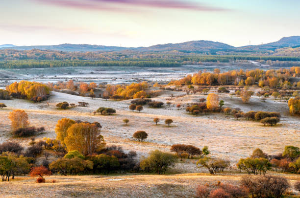 Grassland and birch forest, Inner Mongolia, China.