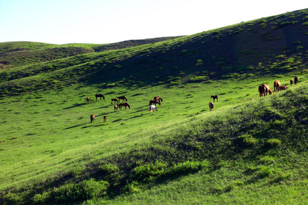 istock The horses in the grasslands 1060835468