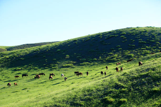 istock The horses in the grasslands 1060835676