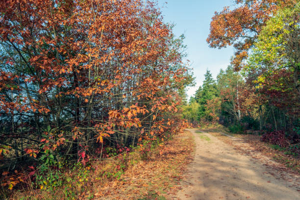 istock Sand path in a forest in autumn colors 1060838114