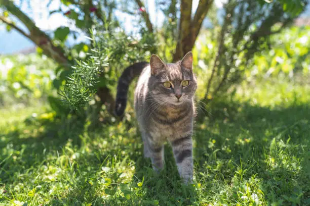 A domestic cat walking on the grass. Behind him, there is a tree with a rosemary shrub.
